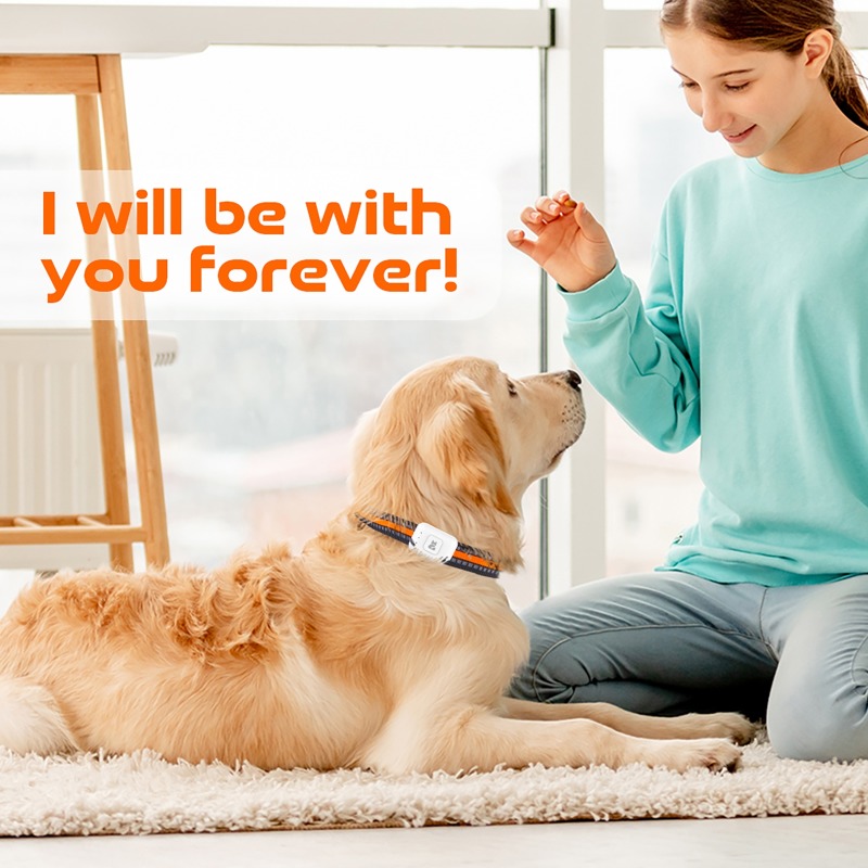 ペットGPS AGPS追跡デバイス 4GペットGPSトラッカ - Pet Gps Tracker Collar のレビューと価格