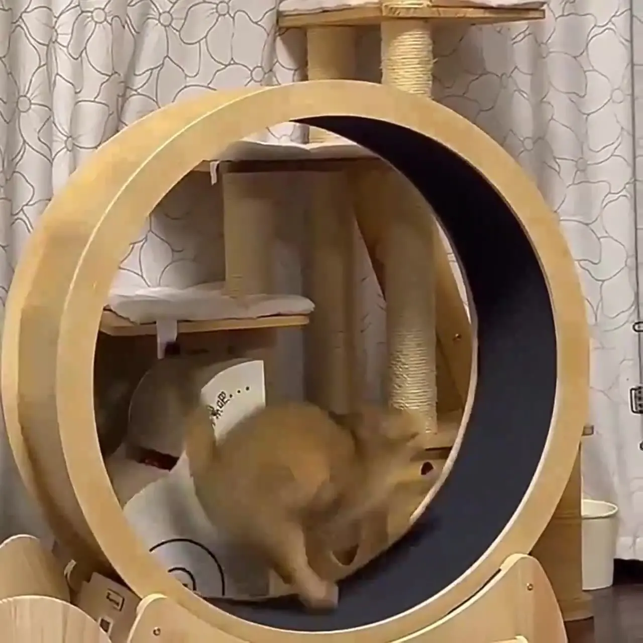 猫用フィットネスホイール 室内用おもちゃ 猫用インタラクティ - Interactive Cat Toy のレビューと価格